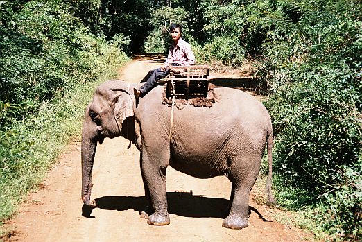Slon a jeho mahaut