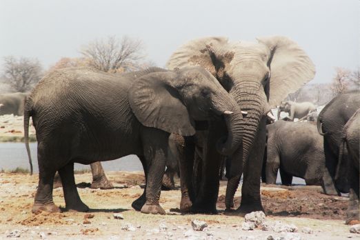 V obklíčení slony